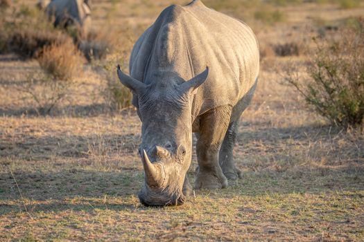 White rhino standing in the grass and grazing, South Africa.