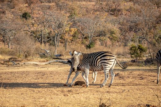 Two Zebras fighting on a plain in the Welgevonden game reserve, South Africa.