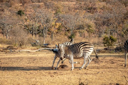 Two Zebras fighting on a plain in the Welgevonden game reserve, South Africa.