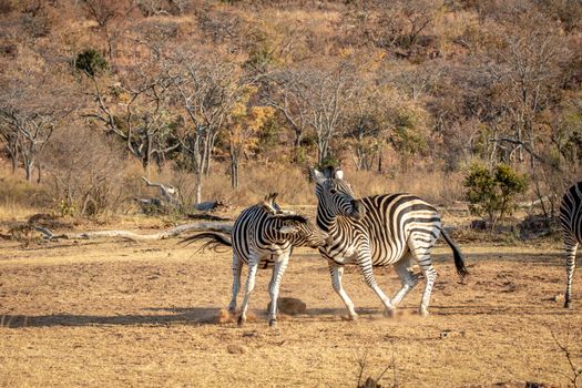 Two Zebras fighting on a plain in the Welgevonden game reserve, South Africa.