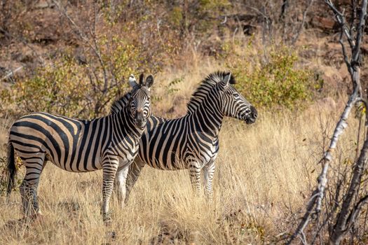 Two Zebras standing in the grass in the Welgevonden game reserve, South Africa.