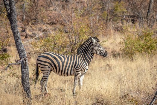 Zebra standing in the grass and starring in the Welgevonden game reserve, South Africa.