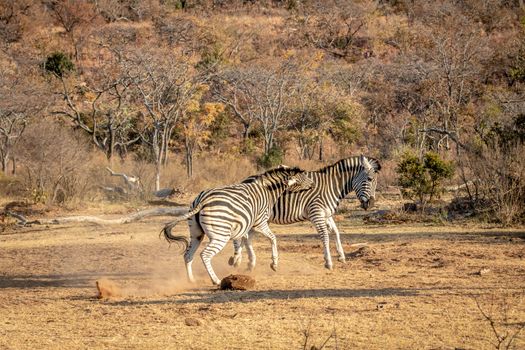 Two Zebras fighting on a plain in the Welgevonden game reserve, South Africa.