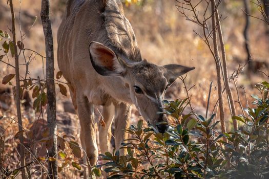 Young female Kudu eating some leaves in the Welgevonden game reserve, South Africa.