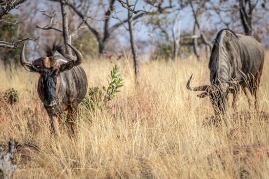 Two Blue wildebeest standing in the grass in the Welgevonden game reserve, South Africa.