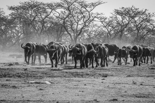 Big herd of African buffalos on an open plain in black and white in the Welgevonden game reserve, South Africa.