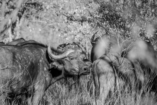 Side profile of an African buffalo in black and white in the Welgevonden game reserve, South Africa.