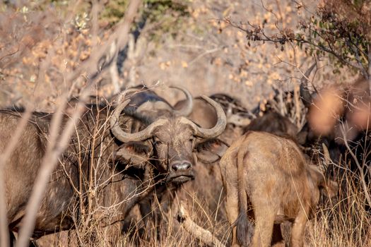 African buffalo starring at the camera in the Welgevonden game reserve, South Africa.