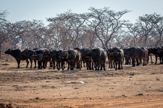 Big herd of African buffalos on an open plain in the Welgevonden game reserve, South Africa.