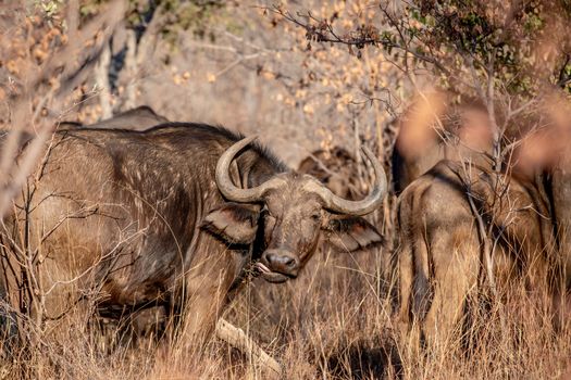 African buffalo starring at the camera in the Welgevonden game reserve, South Africa.