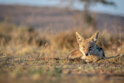 Black-backed jackal laying in the sand in the Welgevonden game reserve, South Africa.