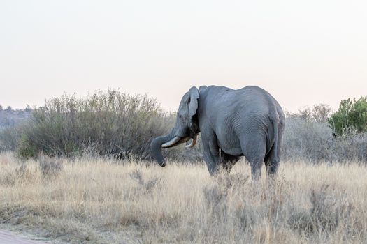 Big Elephant bull facing away from the camera in the Welgevonden game reserve, South Africa.