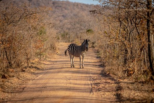 Zebra standing in the middle of a bush road in the Welgevonden game reserve, South Africa.
