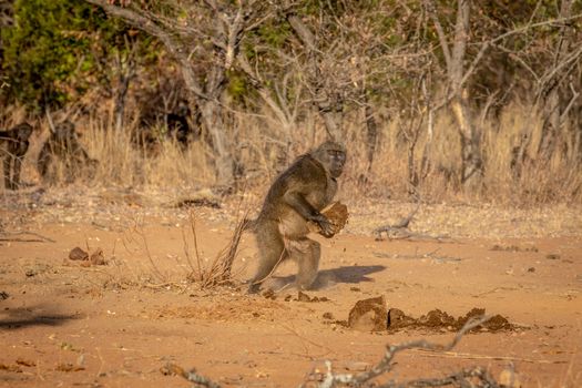 Chacma baboon walking away with something in the Welgevonden game reserve, South Africa.