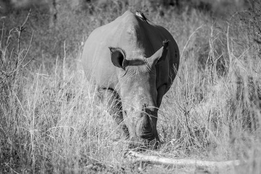 White rhino standing and grazing in the high grass in black and white, South Africa.
