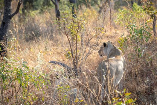 Lioness standing in the grass and looking in the Welgevonden game reserve, South Africa.