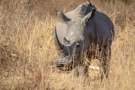 White rhino starring at the camera in the Welgevonden game reserve, South Africa.