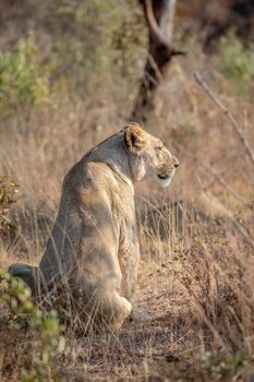 Lioness sitting in the grass and looking in the Welgevonden game reserve, South Africa.