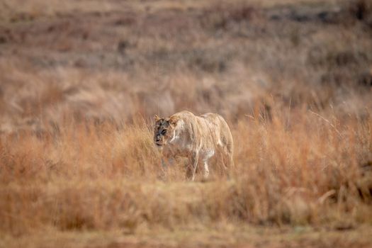 Lioness walking in the high grass in the Welgevonden game reserve. South Africa.