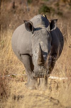 White rhino starring at the camera in the Welgevonden game reserve, South Africa.