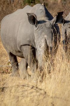 White rhino starring at the camera in the Welgevonden game reserve, South Africa.