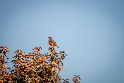 Cape rock trush sitting in a tree in the Welgevonden game reserve, South Africa.