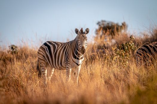 Zebra standing in the grass in the Welgevonden game reserve, South Africa.