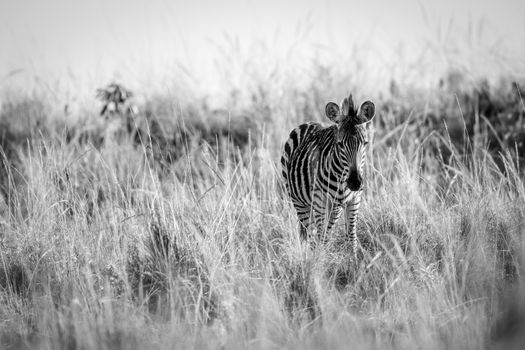 Young Zebra standing in the high grass in black and white the Welgevonden game reserve, South Africa.