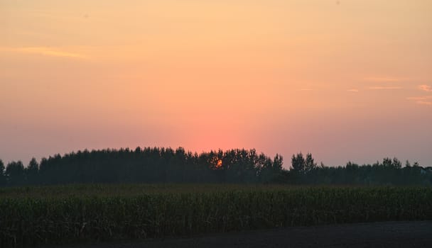 Colorful sunset over corn field, summer landscape