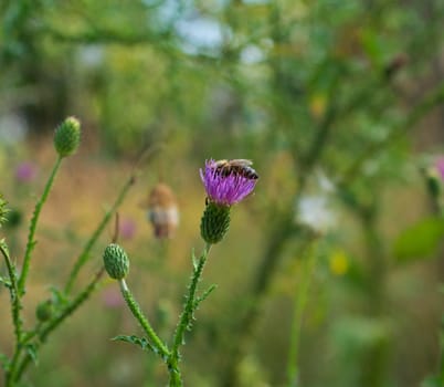 Lady bug on wild field blooming flower