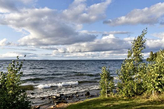 young trees on the lake shore in windy weather, South Ural, Uvildy