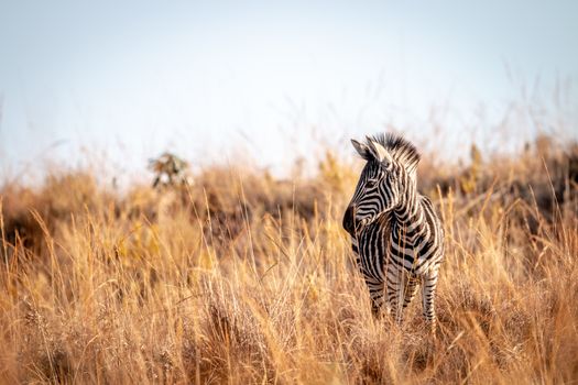 Young Zebra standing in the high grass in black and white the Welgevonden game reserve, South Africa.