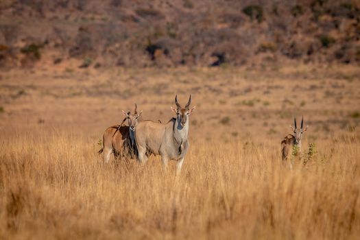 Herd of Eland standing in the grass in the Welgevonden game reserve, South Africa.