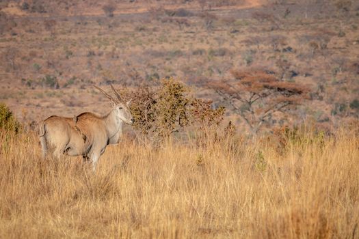 Eland standing in the high grass in the Welgevonden game reserve, South Africa.