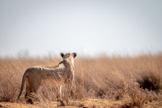 Lioness standing in the grass and scanning the surroundings in the Welgevonden game reserve, South Africa.