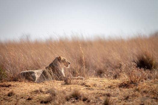 Lioness laying in the high grass in the Welgevonden game reserve, South Africa.