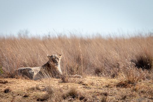 Lioness laying in the high grass in the Welgevonden game reserve, South Africa.