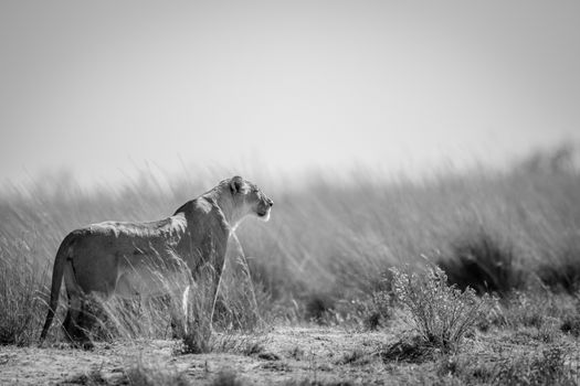 Lioness standing in the grass and scanning the surroundings in black and white in the Welgevonden game reserve, South Africa.
