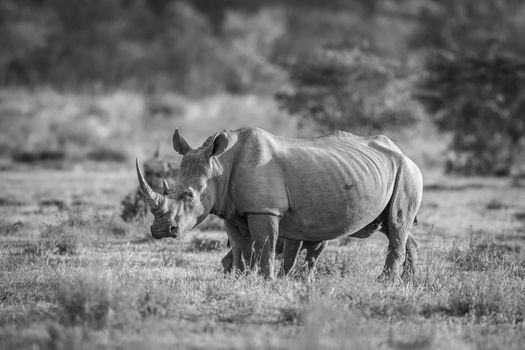 White rhino standing in the grass in black and white, South Africa.
