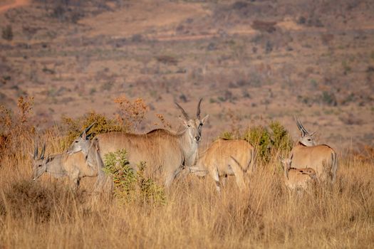 Herd of Eland standing in the grass in the Welgevonden game reserve, South Africa.