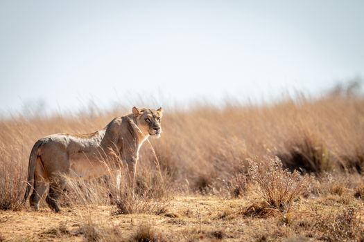 Lioness standing in the grass and scanning the surroundings in the Welgevonden game reserve, South Africa.