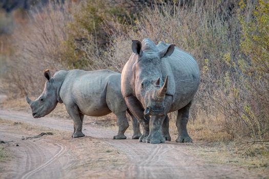 Two White rhinos standing on a bush road, South Africa.