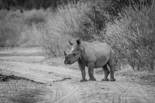 Young White rhino standing on a bush road in black and white, South Africa.