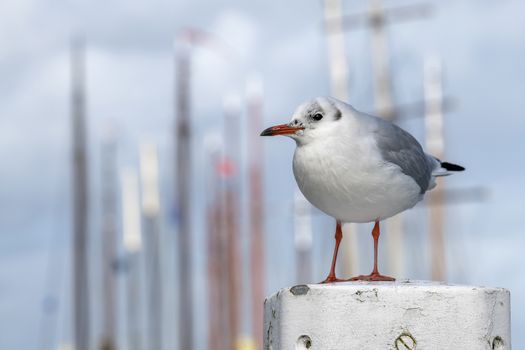 Black-headed gull Chroicocephalus ridibundus to a mooring post in a harbour in the North of the Netherlands
