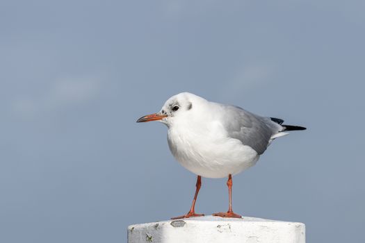 Black-headed gull Chroicocephalus ridibundus to a mooring post in a harbour in the North of the Netherlands
