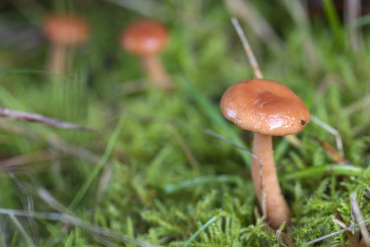 Three small brown mushrooms in the grass 
