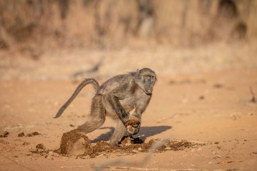 Chacma baboon running away with a block of food in the Welgevonden game reserve, South Africa.