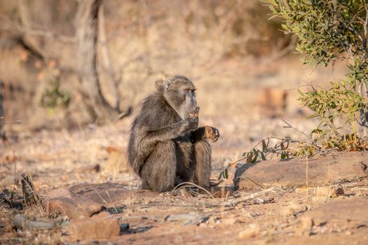 Chacma baboon sitting and eating in the grass in the Welgevonden game reserve, South Africa.