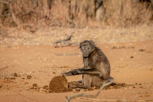 Chacma baboon sitting and eating in the Welgevonden game reserve, South Africa.