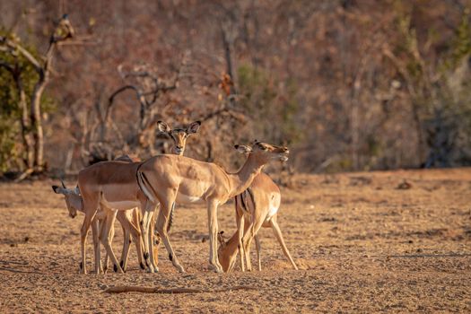 Small herd of Impalas standing in the grass in the Welgevonden game reserve, South Africa.